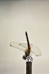 Close-up of dragonfly on twig