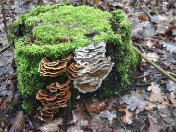 High angle view of mushrooms growing on field