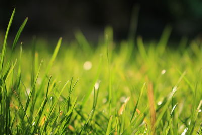 Close-up of crop growing in field