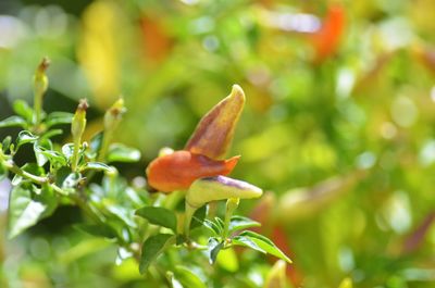 Close-up of red flower