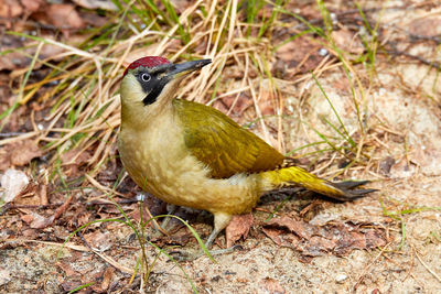 Green woodpecker sits on forest floor looking for food typical for the species