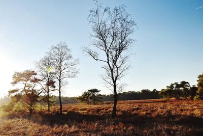 Bare tree on field against sky