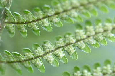 Close-up of water drops on plant