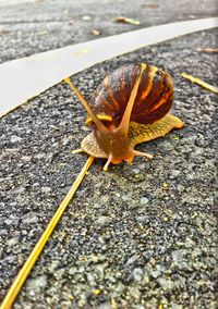 Close-up of snail