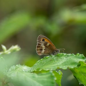 Close-up of butterfly on leaf