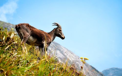 Side view of a horse on land