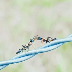 Close-up of insect on plant