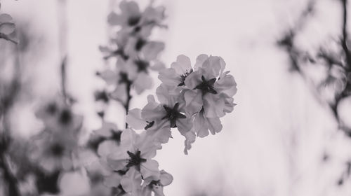 Close-up of white cherry blossom plant