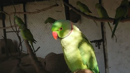 Close-up of parrot perching in cage