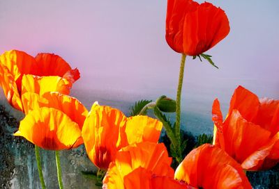 Close-up of orange poppy flowers against sky