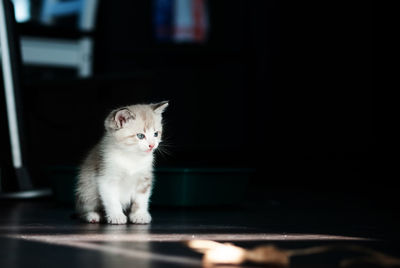 Portrait of kitten