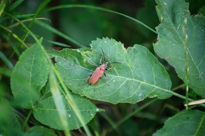 Close-up of insect on leaf