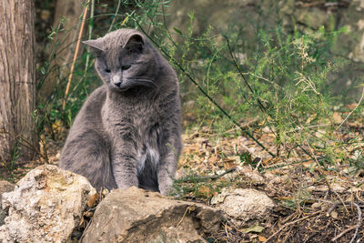 Close-up of cat sitting outdoors