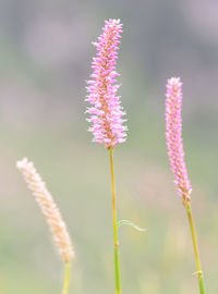 Close-up of pink flowering plant