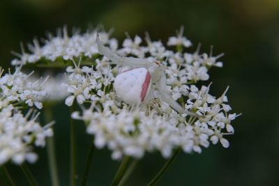 Close-up of white spider with bright markings on white flowering plant