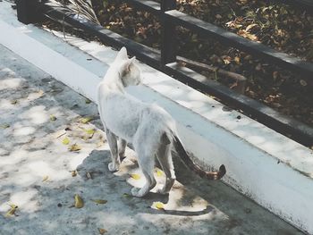 High angle view of a dog