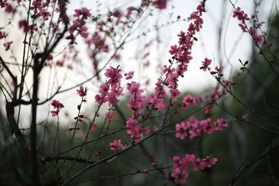 Close-up of pink flowers