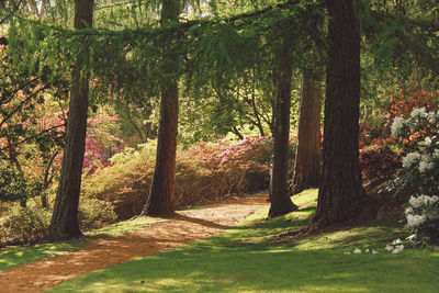 Trees growing at park