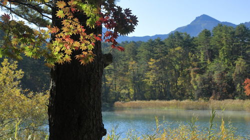 Scenic view of lake by trees against mountain