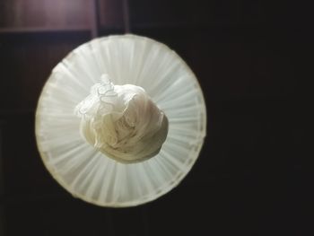 Close-up of white flower over black background