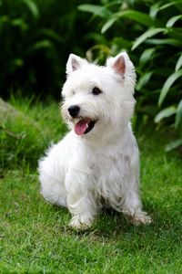 Cute west hightland white terrier dog or westies playing on green grass