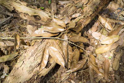 Close-up of dry autumn leaves