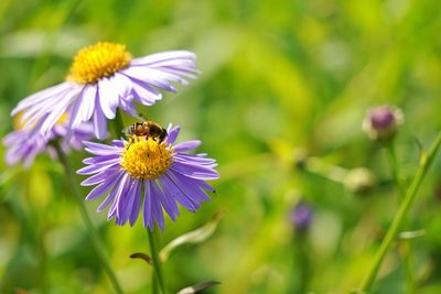 Close-up of bee on purple flower