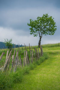 Tree on field against sky