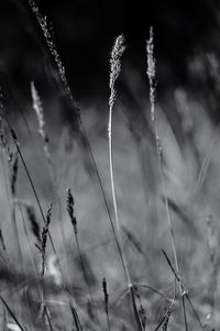 Close-up of plant against blurred background
