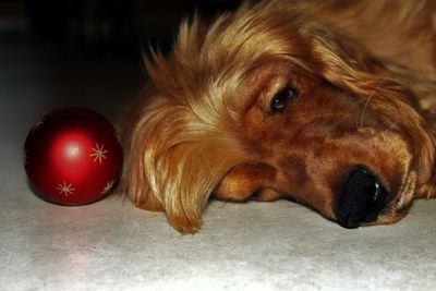 Cocker spaniel relaxing by bauble at home during christmas