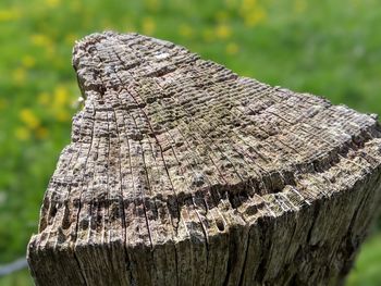 Close-up of tree stump in forest