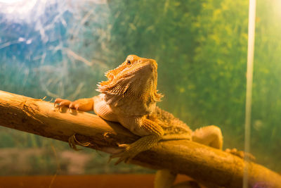 Close-up of a lizard