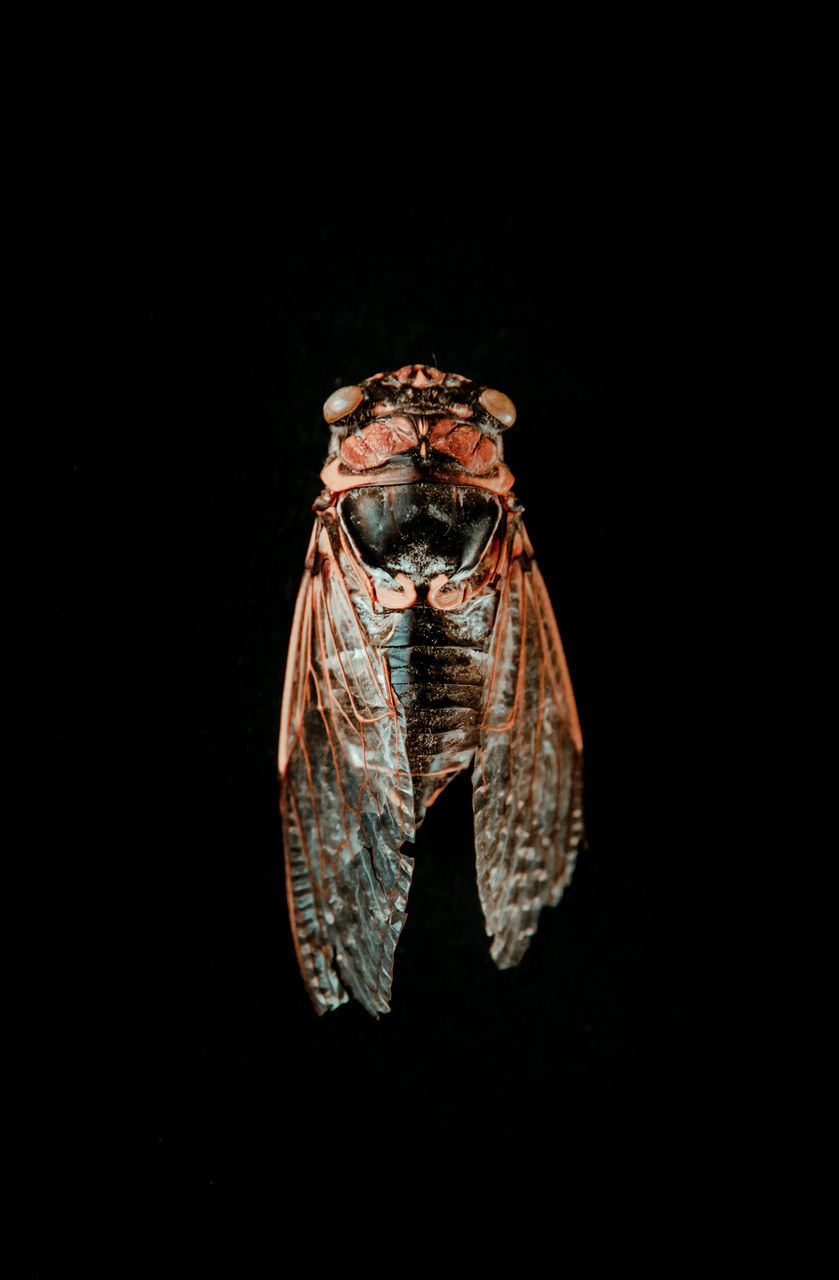 CLOSE-UP OF INSECT ON BLACK BACKGROUND