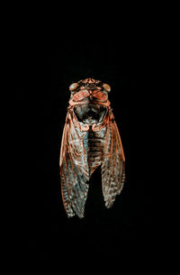 Close-up of butterfly over black background