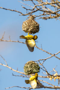 Low angle view of bird perching on branch