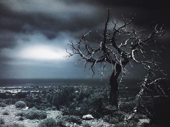 Bare trees against sky