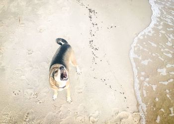 High angle view of dog on beach