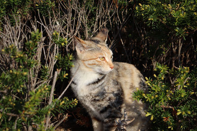 Cat sitting on land