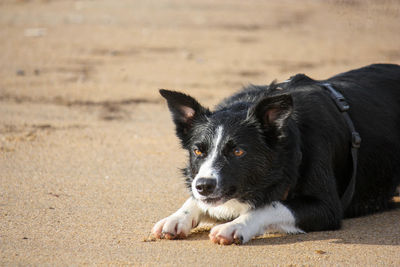 Portrait of dog looking away