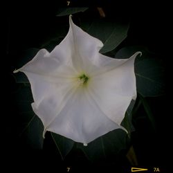 Close-up of white flower