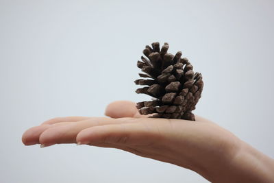 Close-up of hand holding pine cone against white background