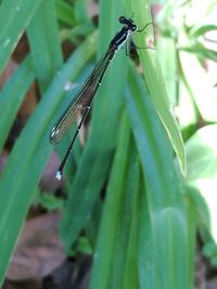 Close-up of damselfly on plant