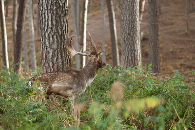 Deer in forest