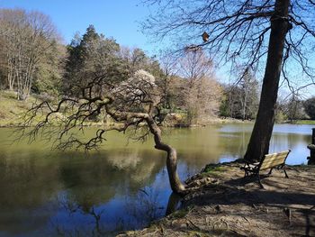 Bare trees by lake in forest against sky