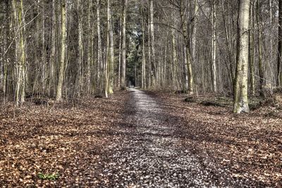 Dirt road amidst trees