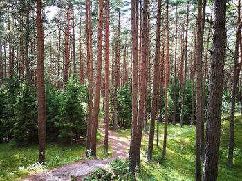 Trees in forest