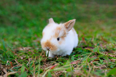 Rabbit on field