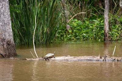 View of birds in lake