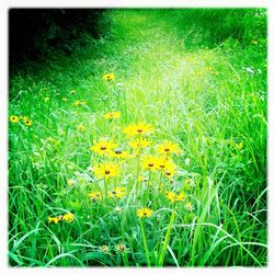 Yellow flowers growing on grassy field