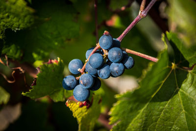 Close-up of berries growing in vineyard